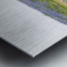 Turkey Vultures At Muleshoe Bend State Park Metal print