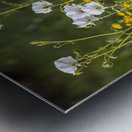 Native Texas Wildflowers Metal print