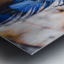 Blue Jay Feather on a Bed Of Leaves Metal print
