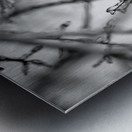 Ice Covered Twigs Metal print