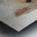 Westie Metal print