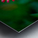 Firecracker Dahlia Metal print