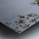 Snowy Owl Stare Metal print