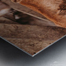 Cow and Calf Metal print