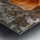 Stand Out From The Herd Metal print