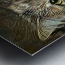 Emily An American Longhair Cat Metal print