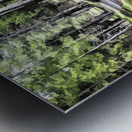 Bear Clover along Cedar Trail Metal print