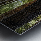 Coastal Forest Metal print