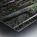 Cedar Trail Metal print