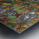 Fall Oak Leaves Metal print