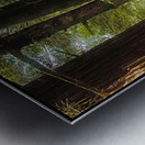 Early Morning Metal print