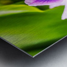 Water Lily Metal print