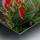 Hummingbird Metal print