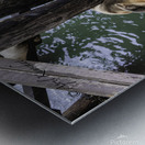 Santa Cruz Seals Metal print