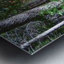 Cedar Trail wide Metal print