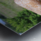 Longhorn Cow Fight Metal print