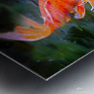 Orange Koi Metal print