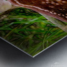 Fawn at Rest Metal print