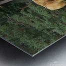 Scottish Bull - landscape Metal print