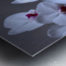 White Orchids Metal print