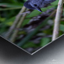 Catbird Metal print