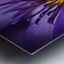 purple lily Metal print