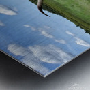 Longhorn Cow In Summer Pasture Metal print