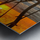 Through The Driftwood  Metal print