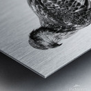 Eagle Reflecting Metal print