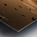 Cranes Flying At Sunset Metal print