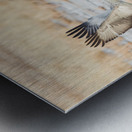 Three Sandhill Cranes Taking Off Metal print