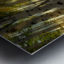 Forest Sun Rays Metal print