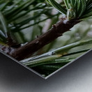 Pines Metal print