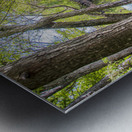 A Southern River Scene in Southeastern North Carolina Metal print