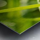 Dewdrops on Grass Metal print