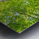 Birch Tree in Spring Metal print