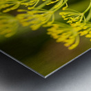 Fennel Flowers  Metal print