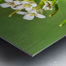 Firebug  on a Flower Metal print