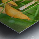 Mushrooms in the Grass Metal print
