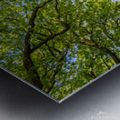 Trees at the Elbe River Metal print