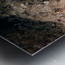 Undulated Moray Eel  Metal print