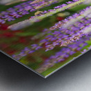 Lavender Metal print