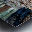 Sequoia Fungi  Metal print