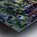 Inside a baby giant tree Metal print