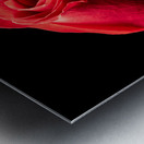 Red rose flower isolated on black background Metal print