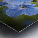 Pavots bleus  - Blue Poppies 5896 Metal print