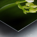 Muguet  |  Lily of the Valley Metal print