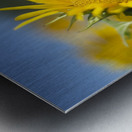 Sunflower Metal print