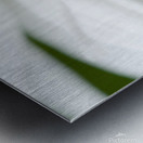 Ladybug on white petals of a flower Metal print