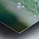 water drops on a leaf after the rain Metal print